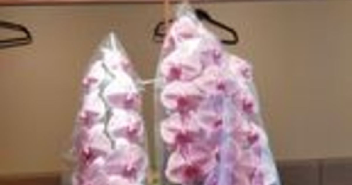 銀座の高級クラブから頂いた胡蝶蘭です！
