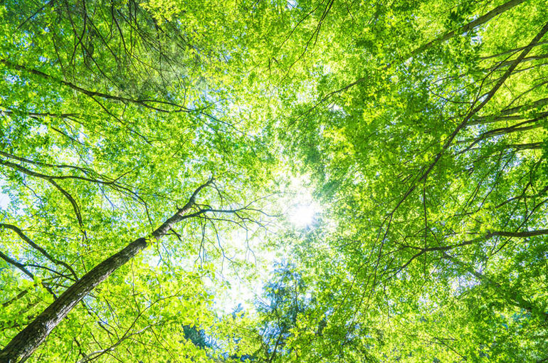 新緑照らす太陽のように。