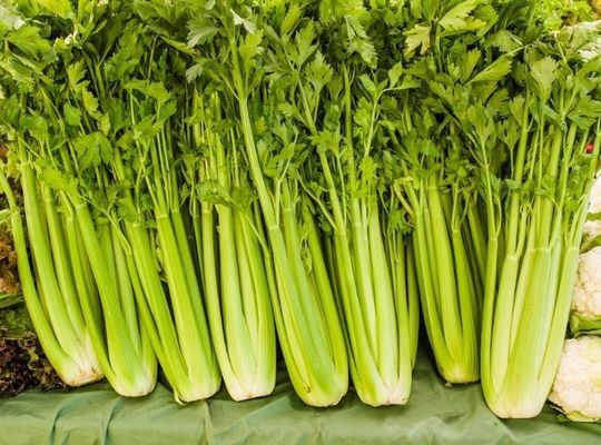 セロリ