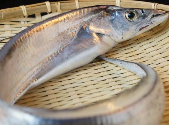 ドラゴン太刀魚