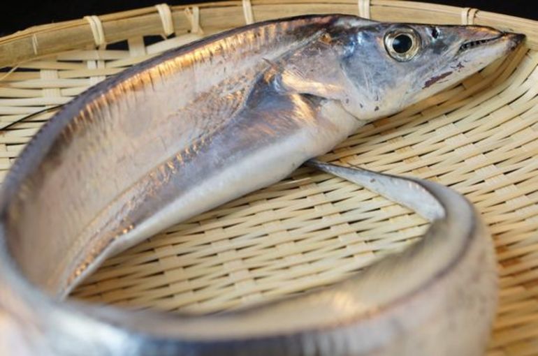 ドラゴン太刀魚