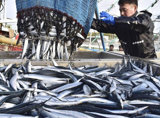 さんま大漁