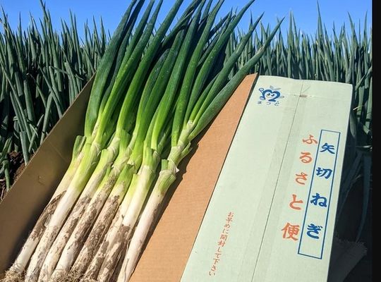 矢切ねぎ