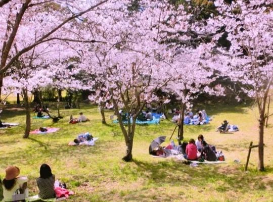 お花見