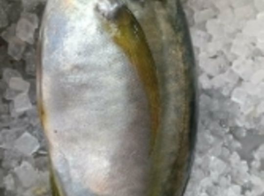 しまあじ