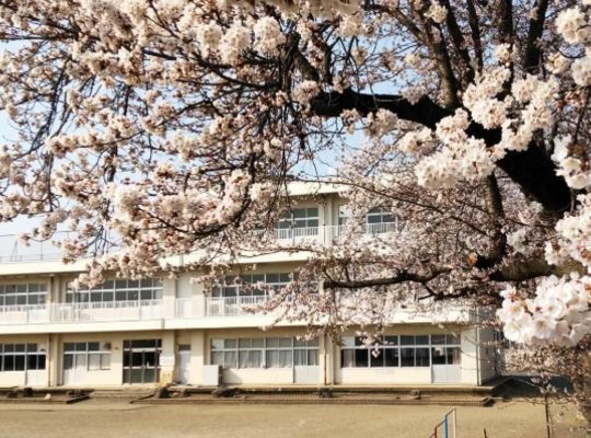 桜の木のある学校