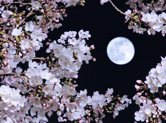夜桜満月