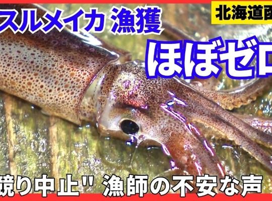 スルメイカ