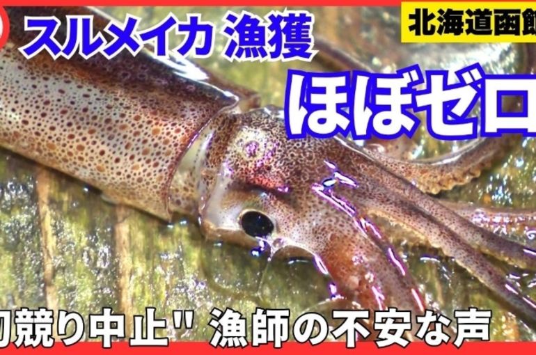 スルメイカ