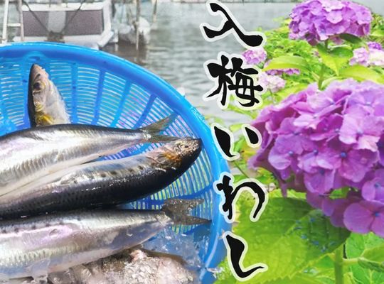 入梅いわし