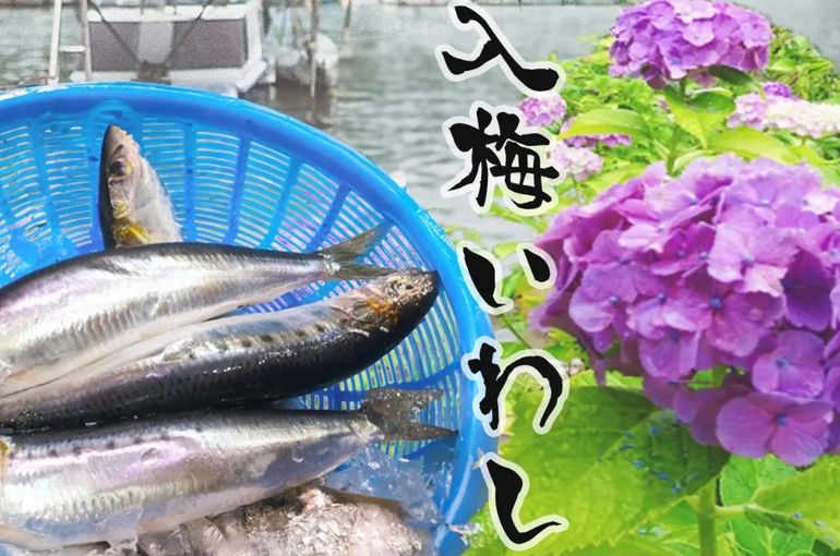 入梅いわし
